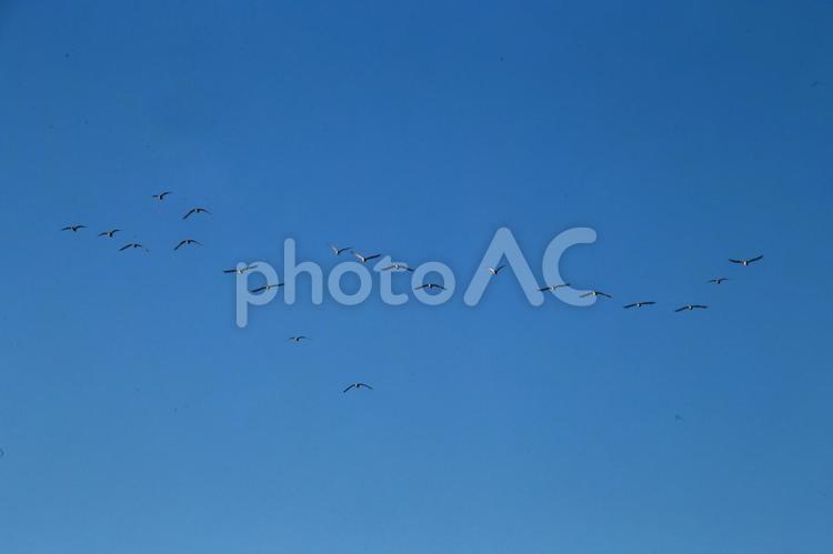 カモメが青空を飛ぶ カモメ,青空,空の写真素材