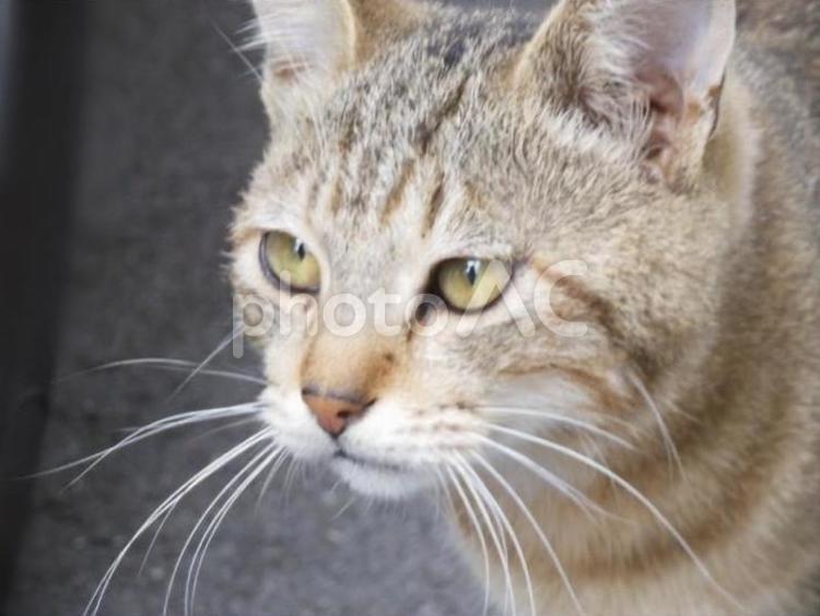 かわいい猫ちゃん 猫,生き物,自然の写真素材