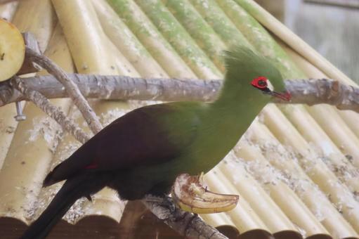 ギニアエボシドリの写真