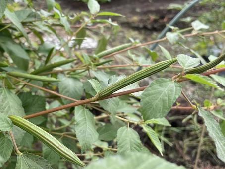 モロヘイヤの実 モロヘイヤ,種,種子の写真素材