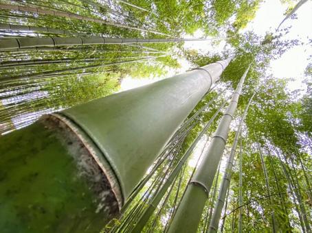 京都の竹林#2 京都の竹林#2 空,竹,青空の写真素材
