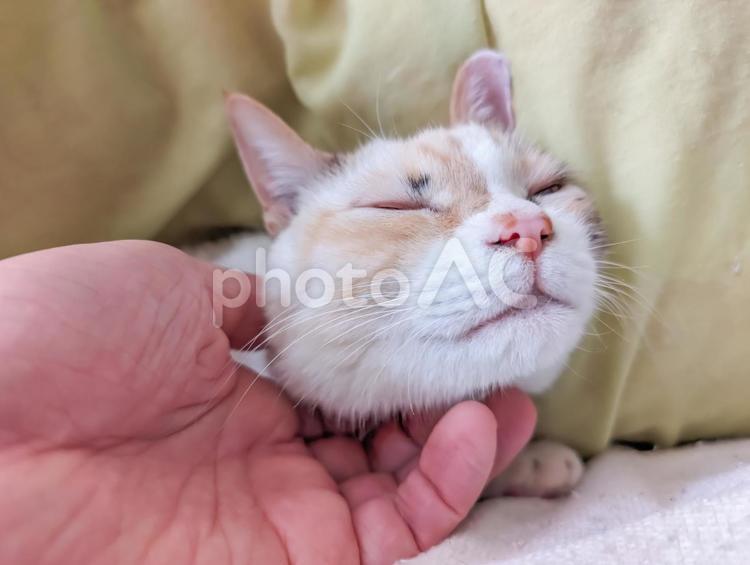 猫の顎の下をなでる 猫,白猫,ペットの写真素材