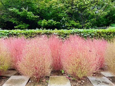 コキア コキア 植物,箒草,コキアの写真素材