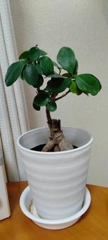 ガジュマル 観葉植物,ガジュマル,部屋の写真素材