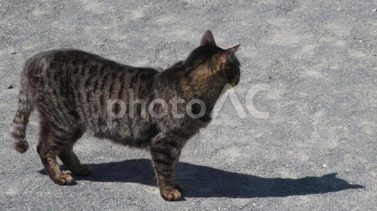 縄張りを守るため日々のパトロールに励む猫 猫,キジトラ,パトロールの写真素材