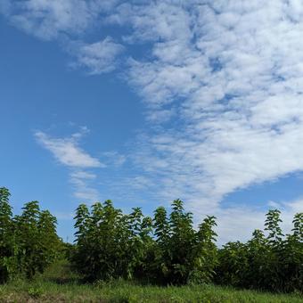 秋晴れの空 秋晴れの空の写真