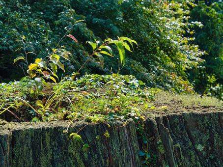切り株 切り株,きりかぶ,根の写真素材