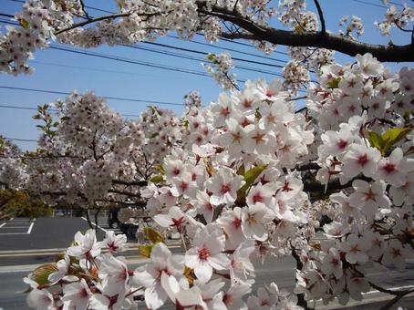 桜の写真