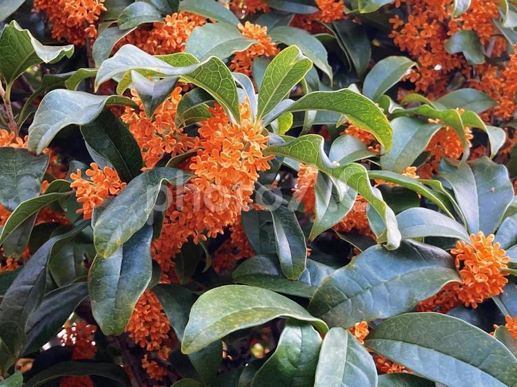 キンモクセイ（金木犀）のオレンジの花 キンモクセイ,金木犀,きんもくせいの写真素材
