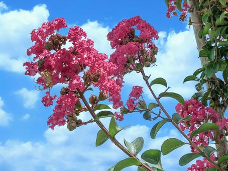 夏空の下の百日紅(サルスベリ) 夏空の下の百日紅(サルスベリ)の写真
