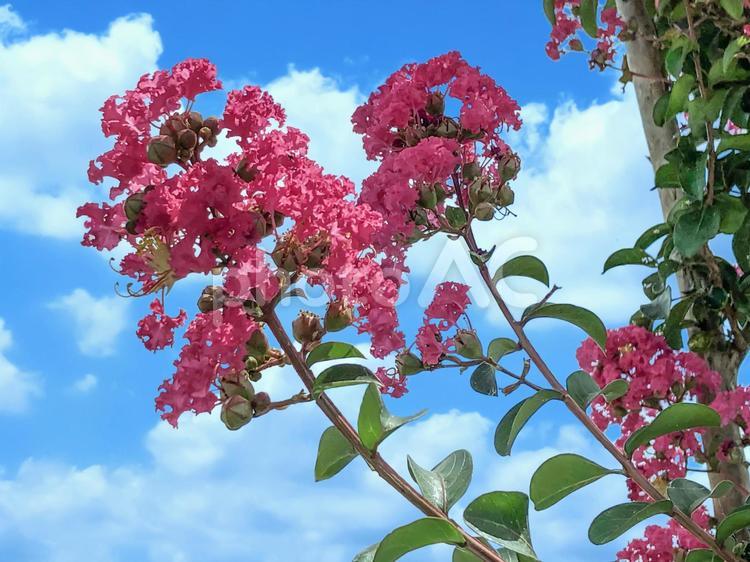 夏空の下の百日紅(サルスベリ) 百日紅,ヒャクジツコウ,サルスベリの写真素材