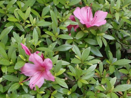 ツツジ-16 ツツジ,花びら,ピンクの写真素材