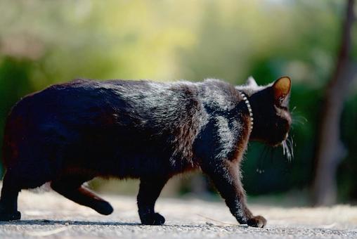 Back view of a walking black cat, JPG Back view of a walking black cat, JPG