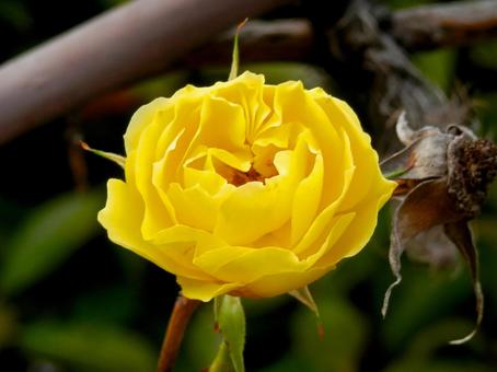 薔薇 薔薇の写真