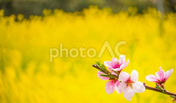 桃の花 菜の花,黄色,春の写真素材