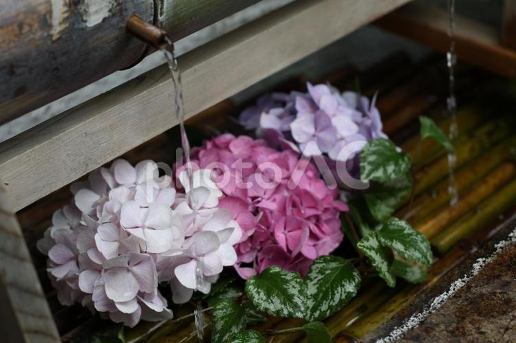 あじさいとお水 あじさい,紫陽花,アジサイの写真素材