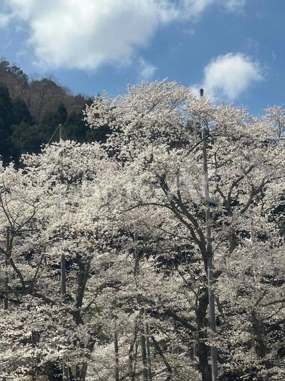 淡墨桜 桜,屋外,自然の写真素材