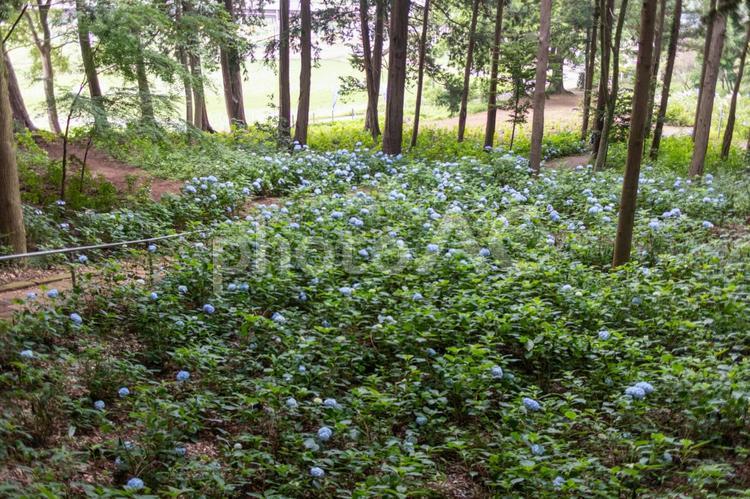 茨城下妻の大宝八幡宮のあじさいと遊歩道 大宝八幡宮,あじさい,あじさい祭りの写真素材