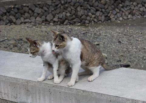 舌を出す猫 舌を出す猫の写真