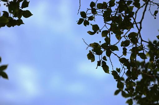 「 秋の気配... 」 「 秋の気配... 」 晩夏,秋,秋空の写真素材