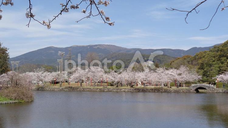 小城公園の桜_17 桜,満開,小城公園の写真素材