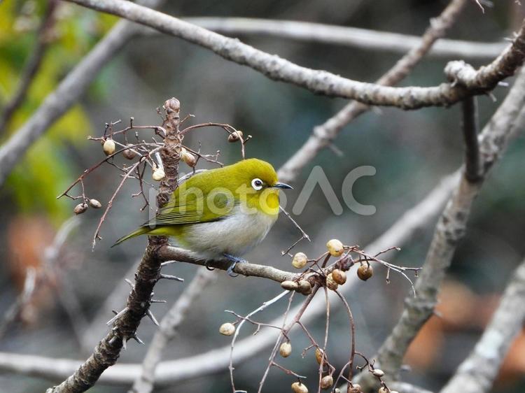 木の実がなる枝にとまったメジロ メジロ,鳥,鳥類の写真素材