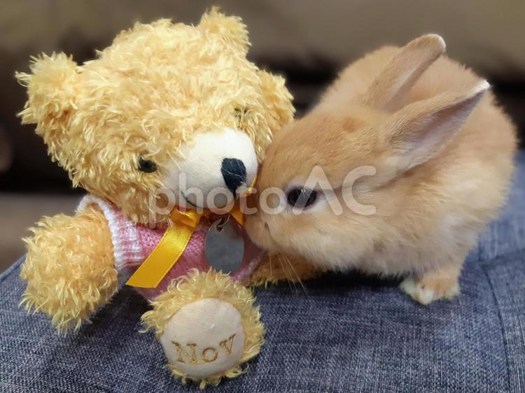 子ウサギとぬいぐるみ うさぎ,兎,ウサギの写真素材