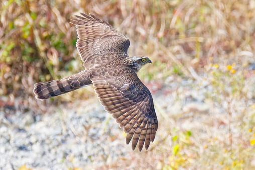 河原を飛行するハイタカ幼鳥 ハイタカ,灰鷹,鷂の写真素材