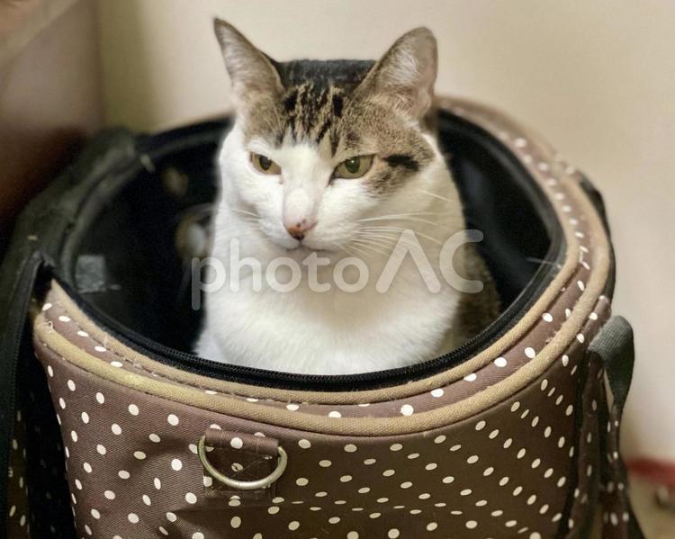 ペットケースにキリッとした顔で入る猫さん 猫,キジ白,微睡むの写真素材