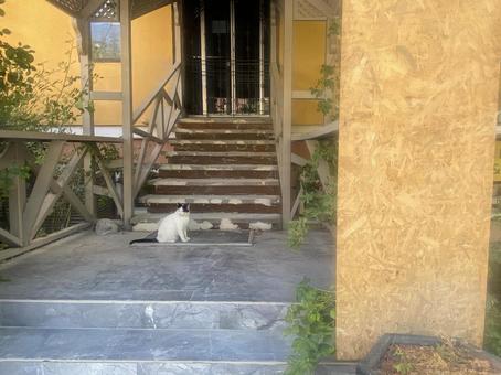 玄関先にたたずむトルコの猫 トルコ,アンカラ,コル地区の写真素材