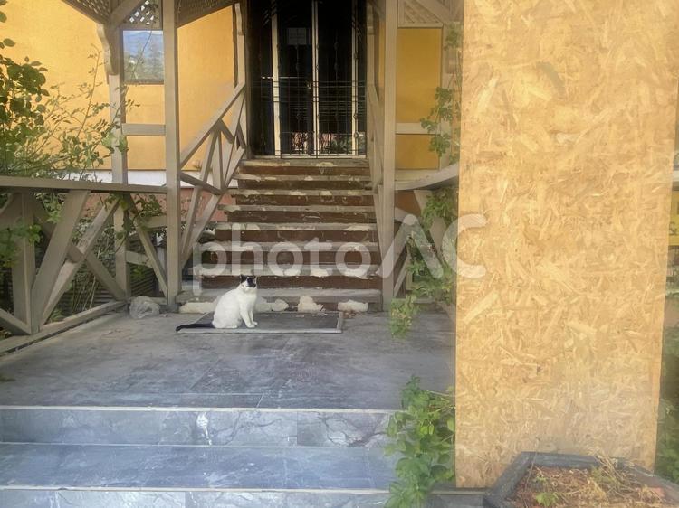 玄関先にたたずむトルコの猫 トルコ,アンカラ,コル地区の写真素材
