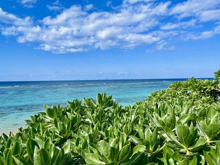 やんばるの海 海,空,水平線の写真素材