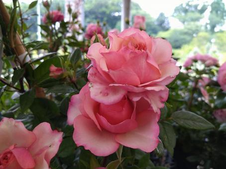薔薇 薔薇の写真