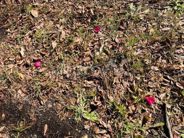 地面と椿の花びら 地面,花びら,椿の写真素材