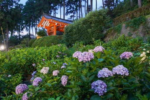 三室戸寺の紫陽花 三室戸寺の紫陽花の写真