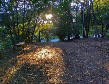 Forest, setting sun, and wooden bench, JPG