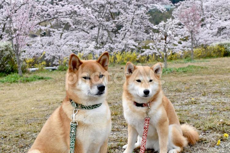 柴犬・桜・花見 柴犬,柴,犬の写真素材