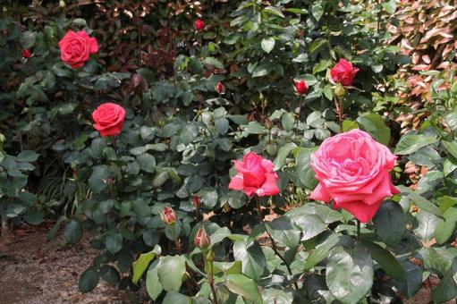 バラ・薔薇 ドフトボルケ バラ・薔薇 ドフトボルケの写真