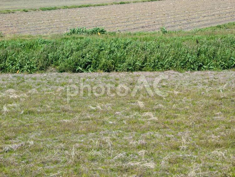 草の生えた畑 うね,畑,自然の写真素材