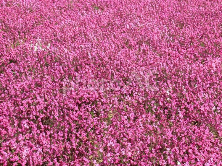芝桜（ハナツメクサ） 芝桜,シバザクラ,花の写真素材