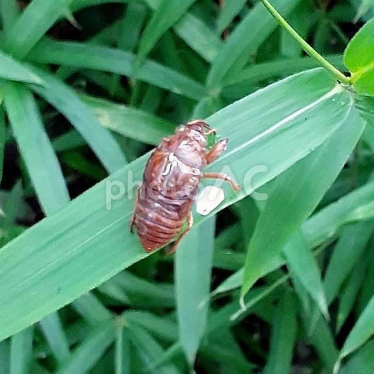 夏はそこまで…セミの抜け殻 セミ,蝉,抜け殻の写真素材