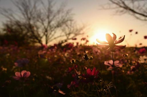 夕日に輝くコスモス 夕日に輝くコスモスの写真