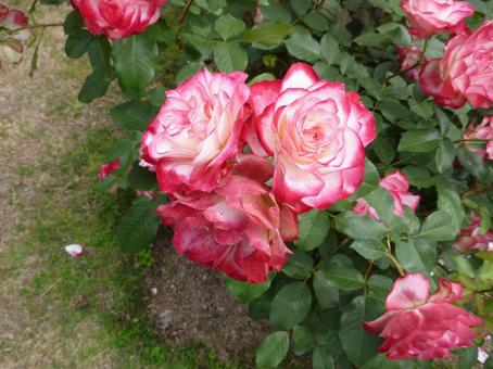 ローズガーデンの花21 ローズガーデンの花21の写真
