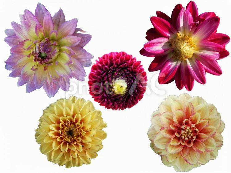 ダリア(切り抜き) ダリア,切り抜き,花の写真素材