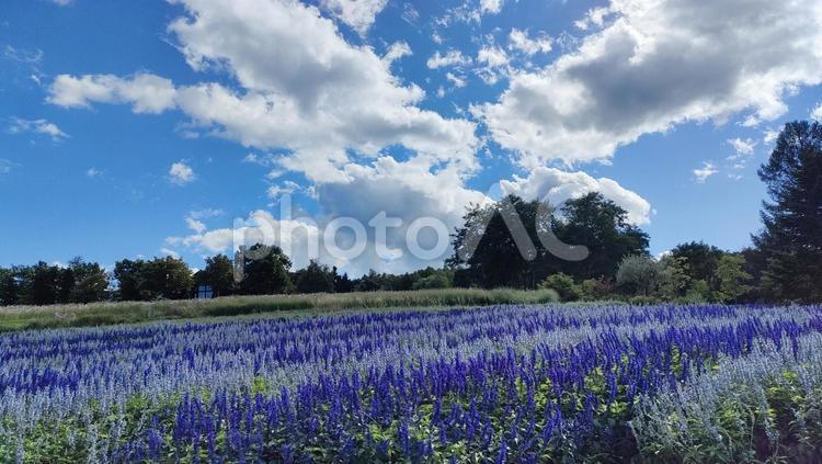 秋の晴れた日のラベンダー畑と空と雲 屋外,秋,自然の写真素材