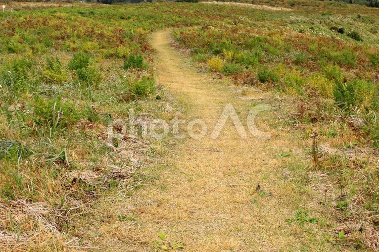 秋の草原の道 秋,草原,歩行の写真素材