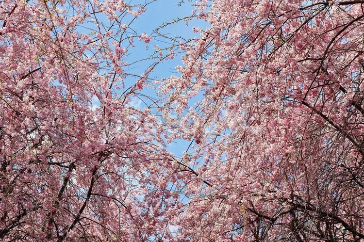 春や桜のイメージ 春,桜,さくらの写真素材