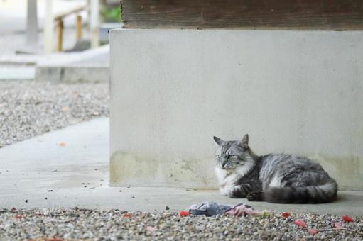 サバトラ猫 猫,野良猫,サバトラの写真素材