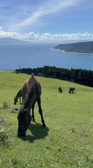 都井岬の夏、野生馬 都井岬の夏、野生馬の写真