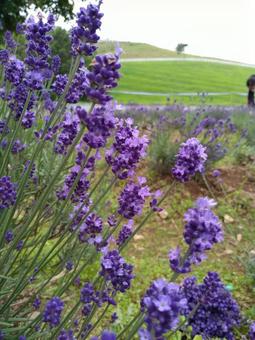 ラベンダーの写真